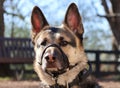 Closeup portrait of German Shepherd dog in muzzle walking outside on sunny day on blurry background Royalty Free Stock Photo