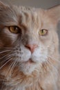 Closeup portrait Ginger Maine Coon Cat. Domestic red maine coon cat