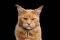 Closeup portrait Ginger Maine Coon Cat Isolated on Black Background Royalty Free Stock Photo