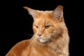 Closeup portrait Ginger Maine Coon Cat Isolated on Black Background Royalty Free Stock Photo