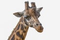 Closeup portrait of a giraffe head - isolated on white background. Royalty Free Stock Photo