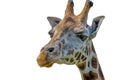 Closeup portrait of a giraffe head - isolated on white background. Royalty Free Stock Photo