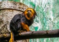 Closeup portrait of a golden headed tamarin, tropical monkey from brazil, Enadangered animal specie