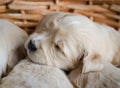 Closeup portrait of a golden retriever puppy new born sleeping in a wicker basket Royalty Free Stock Photo