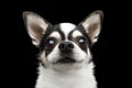 Closeup Portrait Chihuahua dog on Black background Royalty Free Stock Photo