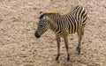 Closeup portrait of a grants zebra, tropical wild horse specie from Africa Royalty Free Stock Photo
