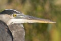 Great Blue Heron, Ardea herodias, in Everglades National Park, FL Royalty Free Stock Photo