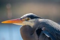 Closeup portrait of Great blue heron Royalty Free Stock Photo