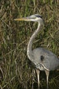 Closeup Portrait of a Great Blue Heron Royalty Free Stock Photo