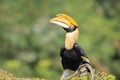 Closeup portrait of a Great hornbil, great Indian hornbill or great pied hornbill, Buceros bicornis, bird