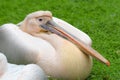 Closeup portrait of great white pelican Pelecanus onocrotalus