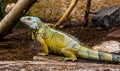 Closeup portrait of a green american iguana, popular tropical reptile specie from America Royalty Free Stock Photo