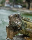 Closeup portrait of a green iguana lizard with blur background Royalty Free Stock Photo