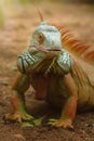 Closeup portrait of a green iguana, tropical reptile in natural conditions, lazy iguana relaxing in jungle Royalty Free Stock Photo