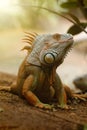 Closeup portrait of a green iguana, tropical reptile in natural conditions, lazy iguana relaxing in jungle Royalty Free Stock Photo