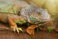 Closeup portrait of a green iguana, tropical reptile in natural conditions, lazy iguana relaxing in jungle Royalty Free Stock Photo