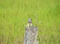 Closeup Portrait Of A Green Iguana Royalty Free Stock Photo