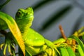 Closeup portrait of a green plumed basilisk, tropical reptile specie from America Royalty Free Stock Photo