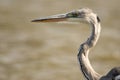 Closeup portrait of grey heron or Ardea cinerea stands in river Royalty Free Stock Photo