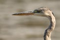 Closeup portrait of grey heron or Ardea cinerea stands in river Royalty Free Stock Photo