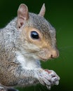 Grey Squirrel Closeup Royalty Free Stock Photo