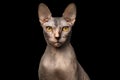 Closeup Portrait of Grumpy Sphynx Cat, Front view, Black Isolated