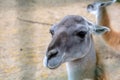 Closeup portrait of the Guanaco Lama guanicoe, a camelid native to South America