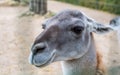 Closeup portrait of the Guanaco Lama guanicoe, a camelid native to South America