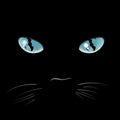Closeup portrait of a Halloween black cat