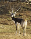 Blackbuck Antelope male looking back at camera Royalty Free Stock Photo