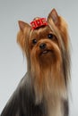 Closeup Portrait of Happy Yorkshire Terrier Dog on White