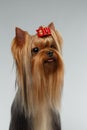Closeup Portrait of Happy Yorkshire Terrier Dog on White