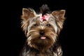 Closeup Portrait Happy Yorkshire Terrier Puppy Showing tongue, Isolated Black