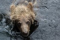 Closeup portrait of the head adult brown bear swimming in the dark water and looking at you. Ursus arctos beringianus