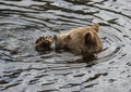 Closeup portrait of the head adult brown bear swimming in the dark water and gnawing a bone. Ursus arctos beringianus