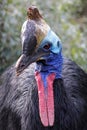 Closeup portrait of Helmeted cassowary