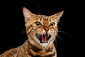 Closeup Portrait Hisses Bengal Cat Face on Isolated Black Background Royalty Free Stock Photo