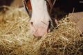 Closeup portrait of horse nose and mouth eating hay Royalty Free Stock Photo