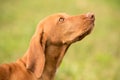 Closeup portrait of a hungarian Vizsla