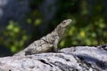 Iguana on a rock taking in the sun rays Royalty Free Stock Photo