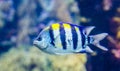 Closeup portrait of a indo pacific sergeant, tropical fish the Indian ocean, popular aquarium pet Royalty Free Stock Photo