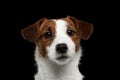 Closeup Portrait of Jack Russell Terrier Dog isolated on Black Royalty Free Stock Photo