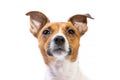 Closeup Portrait Jack Russell Terrier, standing in front, isolated white background