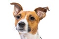 Closeup Portrait Jack Russell Terrier, standing in front, isolated white background