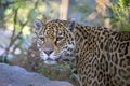Closeup portrait of Jaguar Panthera Onca Royalty Free Stock Photo