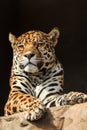 Closeup portrait of jaguar or Panthera onca Royalty Free Stock Photo