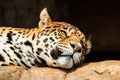 Closeup portrait of jaguar or Panthera onca Royalty Free Stock Photo