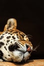 Closeup portrait of jaguar or Panthera onca Royalty Free Stock Photo