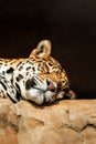 Closeup portrait of jaguar or Panthera onca Royalty Free Stock Photo