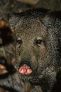 Closeup portrait of a Javelina or Collared Peccary Royalty Free Stock Photo